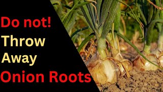 How to Get Green Onions from Onion Roots ?