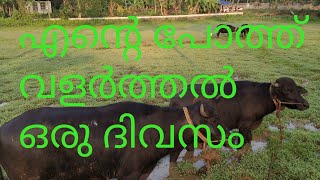 എന്റെ പോത്ത് വളർത്തൽ ഒരു ദിവസം /buffelo farming#anwarkeralapothvalarthal