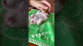 【ハムスター】衝撃⁈爆睡するとこうなるんです #ハムスター #ゴールデンハムスター #hamster