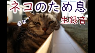 【生録音】猫のため息（ヘッドホン推奨）