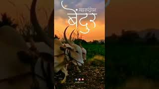 New WhatsApp Status For Maharashtrian Bendur | Bail Pola Status | महाराष्ट्रीयन बेंदूर बैल पोळा