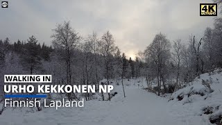 Winter Nature Walk on Snow in Lapland Finland - Urho Kekkonen National Park ( 5 November 2021 )