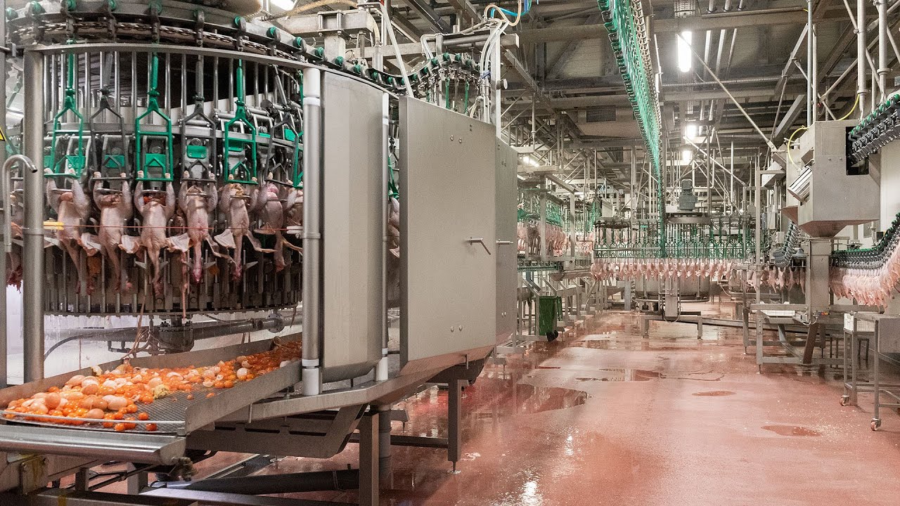 Meyn Layer Processing Youtube