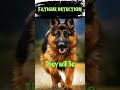 Mind-Blowing German Shepherd Intelligence| Fatigue detection| Fact binder #shorts