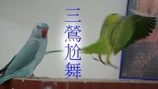 三隻月輪鸚鵡尬舞，請各位看官來評分，月輪鸚鵡(威力)Parrot