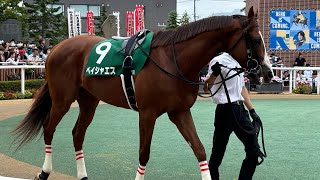 札幌競馬　パドック　11R 第29回エルムS （2024.8.4）