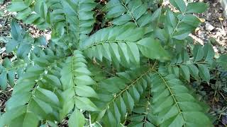 Curry leaf 🌿 Sweet neem /ঔষধি গুণেৰে সমৃদ্ধ উদ্ভিদ নৰসিং হ 🌿💚