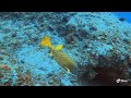 Scuba Diving in Tofo, Mozambique