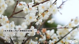 【彭大家族】2021沖繩賞花系列-梅花-NO.001-名護市\u0026東村