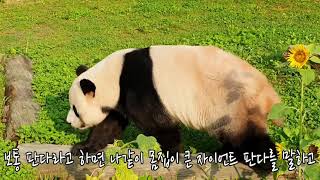 귀엽고 재미있는 판다 이야기 story of panda,Cute Panda,Funny Panda story,Epic Laughs