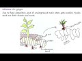 vegetative propagation tuber rhizome bulb