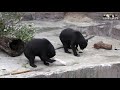 両手両足を使って食べる仕草が面白くてかわいいマレーグマ the gesture to eat using both hands and feet is funny and cute sun bear