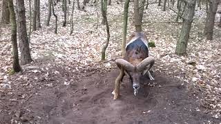 Trapped Mouflon wild sheep