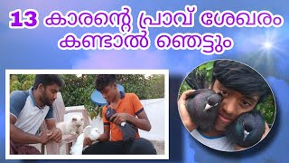 Pigeon Malayalam | പ്രാവുകളെ എങ്ങനെ വളർത്താം