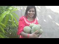 மாங்காய் அறுவடை mango harvest from my garden fruit harvest from my garden