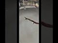 How To Dragon Flip in True Skate