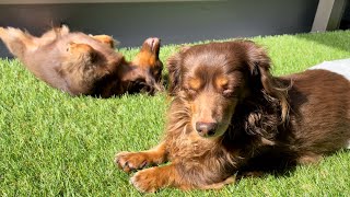 元保護犬多頭飼い幸せなベランダルーティン【チワックスとダックスフンド】