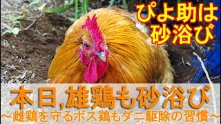 本日は雄鶏も砂浴び～普段雌鶏を外敵から守るボスニワトリもダニ駆除の習慣～