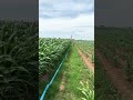 farm farming agriculture nature fruit countryside green shorts viralvideo