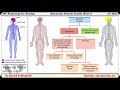 autonomic nervous system physiology part 1 nursing 10 2024 by dr khaled a abulfadle