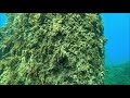 素晴らしい透明度！！【水中映像】酒田南防波堤 　夏　 2020.8.28　underwater videography