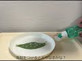 葉っぱに水滴を作って遊ぼう！