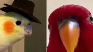 SMART AND FUNNY PARROTS TALKING 🦜 - TRY NOT TO LAUGH | Funny Pets ❤️