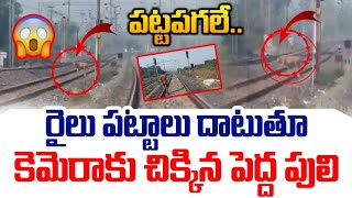 ప‌ట్ట‌ప‌గ‌లే.. రైలు ప‌ట్టాలు దాటుతూ కెమెరాకు చిక్కిన పెద్ద పులి | Tiger Roaming In Komaram #viral