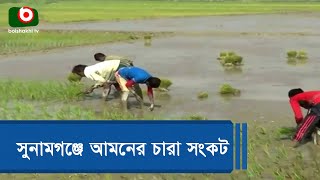 সুনামগঞ্জে আমনের চারা সংকট