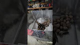 Pecan Shelling Machine