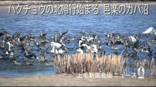 ハクチョウの北帰行始まる　邑楽のガバ沼