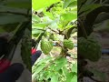 Beautiful nature life FN22 || Trimming custard apple tree #nature #satisfying