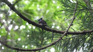 神奈川県大磯町のサンコウチョウ（雄）その６５（4K60P動画）