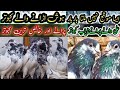 Sialkoti Ali waly/Teddy/Ferozpuri/kabooter 03449707774#pigeon#kabooter#aliwalypigeon#1000kviews#bird