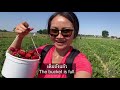 v20. สตรอว์เบอร์รี่หวานฉ่ำ เก็บกินจนพุงกางฟาร์มที่อเมริกา strawberry picking wi usa แม่บี อีสาน