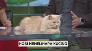 Hobi Memelihara Kucing? Ini Tips Buat Anda