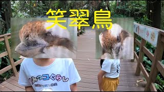 Taipei Zoo_EP04_兩隻可愛笑翠鳥_2020年台北市立動物園_200613