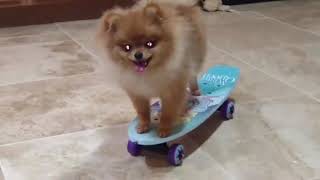 How to train teach your dog tricks, jiffpom jiff pom girlfriend world's cutest Pomeranian puppy