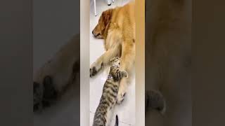 Funny cat | cute cats and dogs reaction animals doing funny things #funnycats #shorts #cats #528