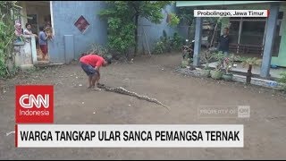 Warga Tangkap Ular Sanca Pemangsa Ternak