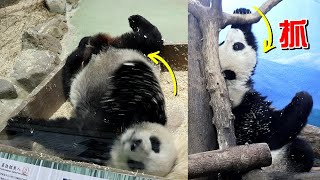 圓仔睡前滾木屑,嚕背,抓樹幹,抓癢癢,打哈欠Giant Panda Yuan Zai,圆仔,貓熊,大貓熊,大熊貓