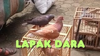 Update dara di pasar hewan Purbalingga