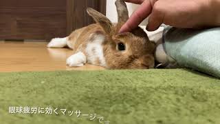 【うさぎ】に顔のマッサージをやってみた。（我流）