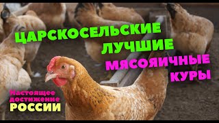 Царскосельские куры / Идеальное сочетание яйценоскости и мясных качеств