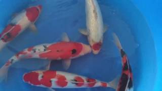 2016 SP-007 Yagenji Koi Farm