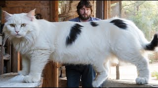 Top 15 Abnormally Large Cats That Really Exist #facts