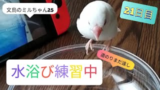 文鳥　水浴び練習　道のりまだ遠し 　　      JAVA SPARROW