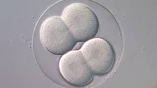 Cell division in echinoderm embryo