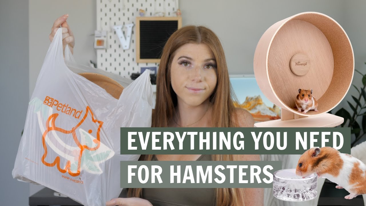 Everything You Need For A Hamster Housepetscare