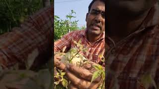 टमाटर में मैग्नीशियम की कमी के लक्षण और नियंत्रण #shorts #tomato #farming